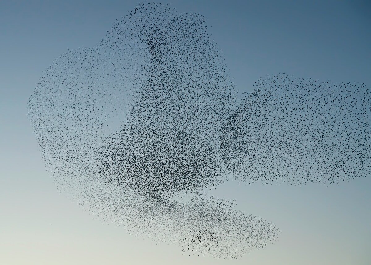 Vogels in de lucht